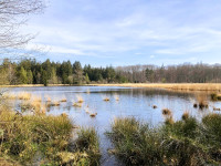 Boswachterijen Grolloo en Schoonloo